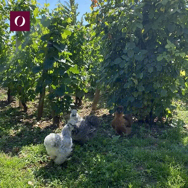Gli-Ormesini-Koji-caffe-affinato-in-pinot-nero-borgogna-vigne
